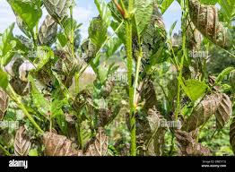 Attēlu rezultāti vaicājumam “Agelastica alni larva”