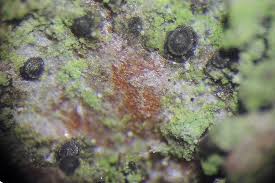 Attēlu rezultāti vaicājumam “Liceaceae”