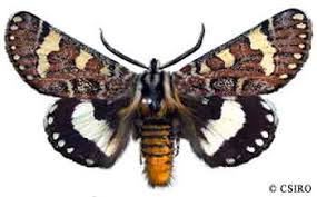 Attēlu rezultāti vaicājumam “Noctuidae”