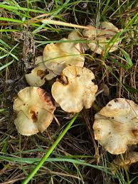 Attēlu rezultāti vaicājumam “Protostropharia alcis”