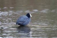 Attēlu rezultāti vaicājumam “Fulica atra”