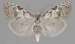 Attēlu rezultāti vaicājumam “Nola confusalis”