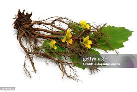 Image result for Potentilla tormentilla