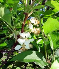 Attēlu rezultāti vaicājumam “Malus domestica flower”