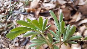 Attēlu rezultāti vaicājumam “Corydalis solida leaf”