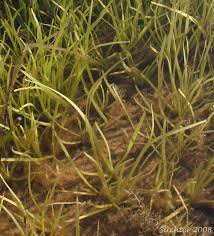 Attēlu rezultāti vaicājumam “Sparganium minimum”