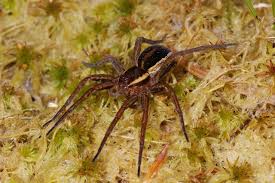 Attēlu rezultāti vaicājumam “Dolomedes fimbriatus”