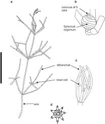 Attēlu rezultāti vaicājumam “Chara intermedia female”