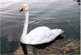 Attēlu rezultāti vaicājumam “Cygnus cygnus juvenile”