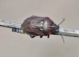 Attēlu rezultāti vaicājumam “Jalla dumosa”