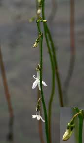 Attēlu rezultāti vaicājumam “Lobelia dortmanna”