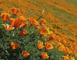 Attēlu rezultāti vaicājumam “Eschscholzia californica fruit”