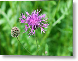 Attēlu rezultāti vaicājumam “Centaurea scabiosa”