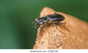 Attēlu rezultāti vaicājumam “Notiophilus palustris”