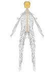There are several <b>demyelinating disease</b> in the <b>central nervous system</b>.