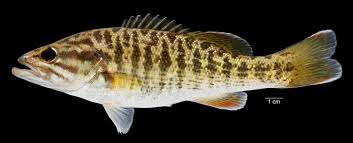 Image result for Micropterus