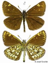 Attēlu rezultāti vaicājumam “Heteropterus morpheus”