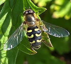 Attēlu rezultāti vaicājumam “Eupeodes nielseni”