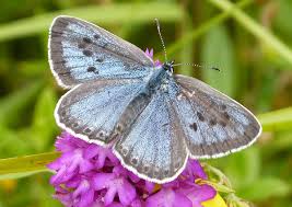 Attēlu rezultāti vaicājumam “Maculinea alcon female”