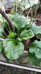 Attēlu rezultāti vaicājumam “Plantago major leaf”