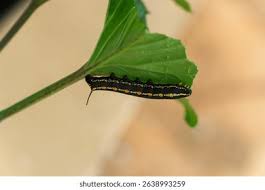 Attēlu rezultāti vaicājumam “Hyles gallii larva”