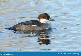 Attēlu rezultāti vaicājumam “Mergus albellus”