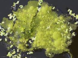 Attēlu rezultāti vaicājumam “Chaetophora pisiformis”