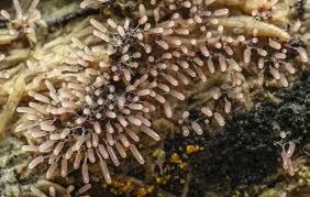 Attēlu rezultāti vaicājumam “Stemonitopsis amoena”