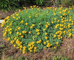 Attēlu rezultāti vaicājumam “Eschscholzia californica flower”