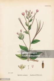 Attēlu rezultāti vaicājumam “Epilobium montanum leaf”