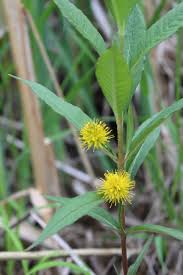 Attēlu rezultāti vaicājumam “Lysimachia thyrsiflora”