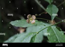 Attēlu rezultāti vaicājumam “Euonymus verrucosus leaf”