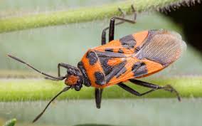 Attēlu rezultāti vaicājumam “Corizus hyoscyami”