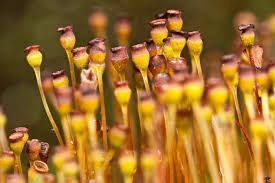 Attēlu rezultāti vaicājumam “Physcomitrium pyriforme sporophyte”