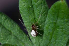 Attēlu rezultāti vaicājumam “Neottiura bimaculata”
