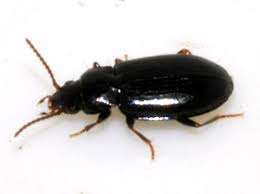 Attēlu rezultāti vaicājumam “Tachyta nana”