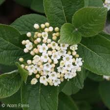 Attēlu rezultāti vaicājumam “Viburnum lantana  flower”