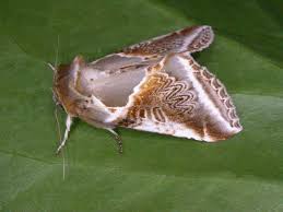 Attēlu rezultāti vaicājumam “Habrosyne pyritoides”