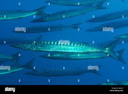 Image result for Sphyraena viridensis