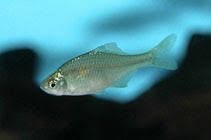 Image result for Cyprinus multitaeniatus