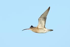 Attēlu rezultāti vaicājumam “Numenius arquata”