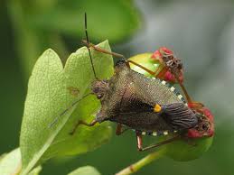 Attēlu rezultāti vaicājumam “Pentatoma rufipes”