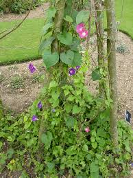 Image result for Ipomoea purpurea