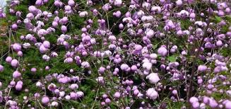 Attēlu rezultāti vaicājumam “Thalictrum flavum fruit”