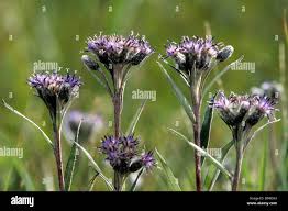 Attēlu rezultāti vaicājumam “Saussurea esthonica flower”