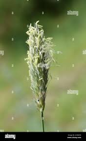Attēlu rezultāti vaicājumam “Alopecurus pratensis flower”