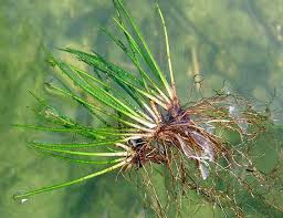 Attēlu rezultāti vaicājumam “Isoetes lacustris”