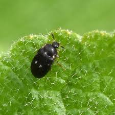 Attēlu rezultāti vaicājumam “Attagenus pellio”