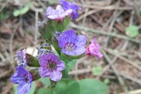 Image result for Lungenkraut