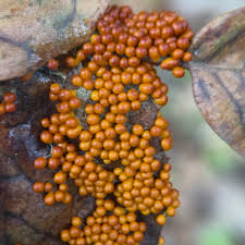 Attēlu rezultāti vaicājumam “Willkommlangea reticulata plasmodium”